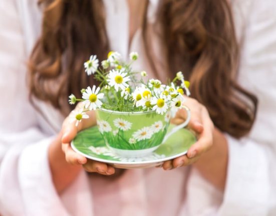 فوائد البابونج وتأثيره الصحي الشامل على الجسم والعقل