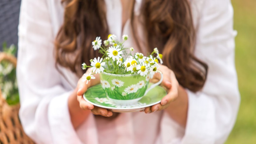 فوائد البابونج وتأثيره الصحي الشامل على الجسم والعقل